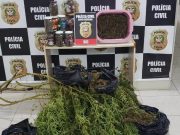 Maconha de alto teor de THC é apreendida e traficante preso