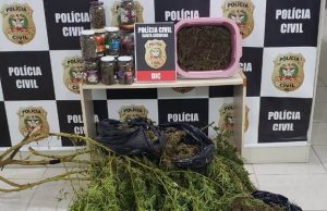 Maconha de alto teor de THC é apreendida e traficante preso