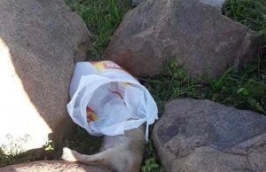 Cão é encontrado morto em sacola de lixo, em Capivari de Baixo