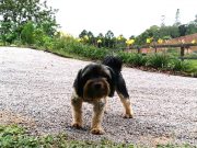 Lei que proíbe cachorros de latir é aprovada por vereadores em SC