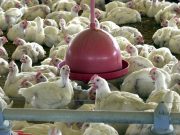 Brasil pede explicações à China sobre frango supostamente contaminado com o novo coronavírus
