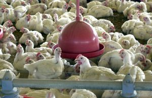 Brasil pede explicações à China sobre frango supostamente contaminado com o novo coronavírus