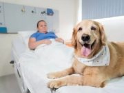 Lei que autoriza visita de animais domésticos a pacientes em hospitais é sancionada por Carlos Moisés
