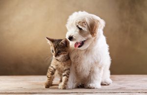Coluna Elisama Esmeraldino: Por que ter um animal de estimação?