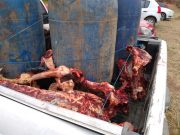 Polícia prende homens que carneavam cavalos em Pescaria Brava e vendiam a carne para açougue de Tubarão
