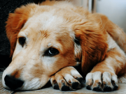 Alerta: Segundo caso de leishmaniose visceral canina é registrado em Tubarão