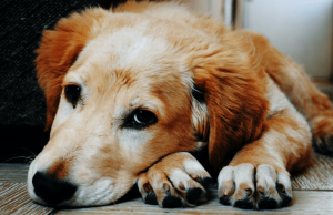 Alerta: Segundo caso de leishmaniose visceral canina é registrado em Tubarão