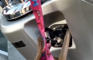 Inusitado: Cobra ‘pega’ carona em moto de moradora de Capivari; veja o vídeo