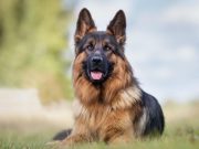 Cão que testou positivo para covid-19 morre nos EUA