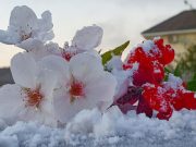 Primavera inicia nesta terça e inverno se despediu em SC com a marca dos -6.6ºC