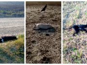 Cães são mortos envenenados em Laguna e cena causa revolta em população