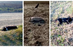 Cães são mortos envenenados em Laguna e cena causa revolta em população