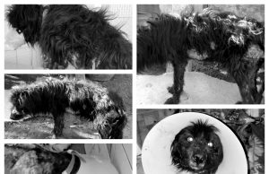 Cão vítima de maus-tratos é resgatado amarrado e ferido em fundos de residência, em Tubarão