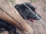 Em Jaguaruna, cachorro ilhado em área alagada é resgatado pelos bombeiros