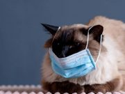Primeiro caso de covid-19 em gato é registrado no Brasil