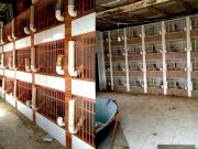 13 cães são mortos a pauladas em Tubarão e 80 galos usados em rinhas são apreendidos