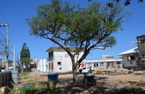 Ipês históricos são preservados durante obras de revitalização do Mauá