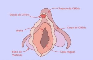 Quarta-feira chegou e hoje o assunto é Clitóris – a campainha sagrada