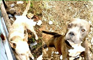 Cães vítimas de maus-tratos são resgatados pela polícia em Tubarão