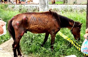 Cavalo que sofria maus-tratos é resgatado em Tubarão e dono levado à delegacia