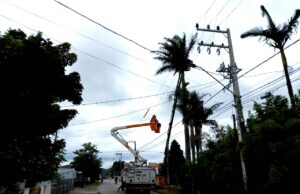 Defesa Civil realiza podas de árvores com riscos à rede elétrica
