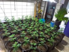 Pai e filho são presos com 300 pés de maconha e 3 armas de fogo.