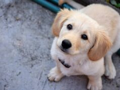 Feira de adoção de animais e pedágio solidário acontecem neste sábado (7)