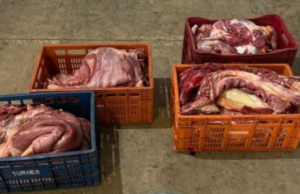 Carne de Cavalo! Polícia Civil apreendeu 520 quilos de carne