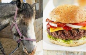 (Carne de Cavalo) Vaza ofício com nomes de estabelecimentos que estariam comprando para venda