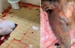 Polícia Civil captura cinco pessoas por furto de gado e receptação