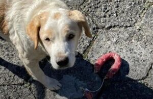 Cachorro ‘furta’ salame de padaria em Criciúma