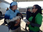 MUTIRÃO REALIZA 100 CASTRAÇÕES E 50 VACINAÇÕES DE CÃES E GATOS