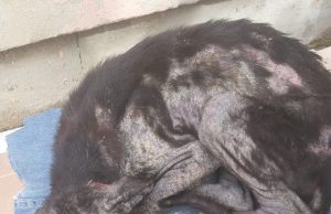 DELEGACIA DE PROTEÇÃO A ANIMAIS DOMÉSTICOS PRENDE EM FLAGRANTE MULHER QUE MANTINHA CÃO EM CONDIÇÕES DE MAUS-TRATOS