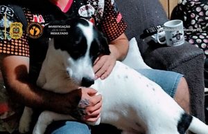 Duas pessoas são presas após denúncias de envenenamento de cães