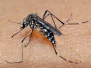 Focos do Aedes aegypti disparam em Tubarão e população deve reforçar prevenção