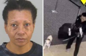 Mulher é presa por afogar cão em aeroporto por não poder voar com o pet