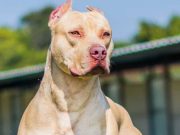 Pitbull foge de casa, morde e derruba motociclista em ataque