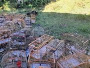 Mais de 90 aves são resgatadas de cativeiro