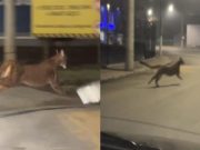Leão-baio surpreende moradores ao surgir nas ruas de cidade catarinense durante a noite