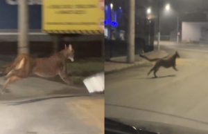 Leão-baio surpreende moradores ao surgir nas ruas de cidade catarinense durante a noite