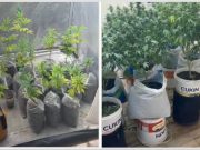 Estufa com 29 pés de maconha é descoberta em kitnet