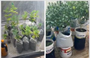 Estufa com 29 pés de maconha é descoberta em kitnet