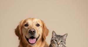 Um cachorro da raça Golden Retriever e um gato malhado cinza sentados juntos de forma amigável em um fundo neutro.
