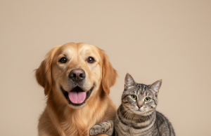 Um cachorro da raça Golden Retriever e um gato malhado cinza sentados juntos de forma amigável em um fundo neutro.
