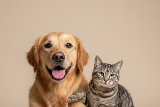 Um cachorro da raça Golden Retriever e um gato malhado cinza sentados juntos de forma amigável em um fundo neutro.
