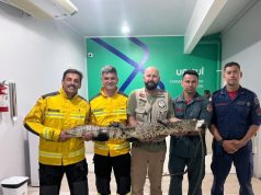 Cinco homens posam para foto no interior do Hospital Veterinário da Unisul segurando horizontalmente um jacaré de porte médio. Entre eles, estão bombeiros militares com uniformes de serviço e um profissional em trajes civis. O jacaré está com a boca protegida por uma fita branca de contenção para segurança. Ao fundo, uma parede branca exibe o logotipo da Unisul com a inscrição "Complexo Veterinário".