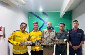 Cinco homens posam para foto no interior do Hospital Veterinário da Unisul segurando horizontalmente um jacaré de porte médio. Entre eles, estão bombeiros militares com uniformes de serviço e um profissional em trajes civis. O jacaré está com a boca protegida por uma fita branca de contenção para segurança. Ao fundo, uma parede branca exibe o logotipo da Unisul com a inscrição "Complexo Veterinário".