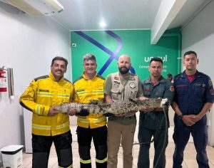Cinco homens posam para foto no interior do Hospital Veterinário da Unisul segurando horizontalmente um jacaré de porte médio. Entre eles, estão bombeiros militares com uniformes de serviço e um profissional em trajes civis. O jacaré está com a boca protegida por uma fita branca de contenção para segurança. Ao fundo, uma parede branca exibe o logotipo da Unisul com a inscrição "Complexo Veterinário".