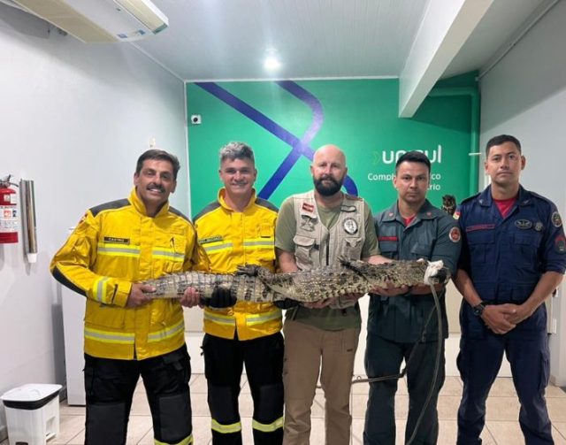 Cinco homens posam para foto no interior do Hospital Veterinário da Unisul segurando horizontalmente um jacaré de porte médio. Entre eles, estão bombeiros militares com uniformes de serviço e um profissional em trajes civis. O jacaré está com a boca protegida por uma fita branca de contenção para segurança. Ao fundo, uma parede branca exibe o logotipo da Unisul com a inscrição 