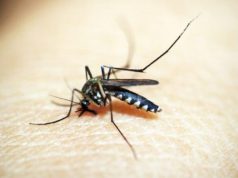 Dengue em Tubarão: Focos Dobram em uma Semana e Saúde Inicia Borrifação em Prédios Públicos